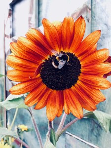 Orange sunflower being foraged by a (real) bee