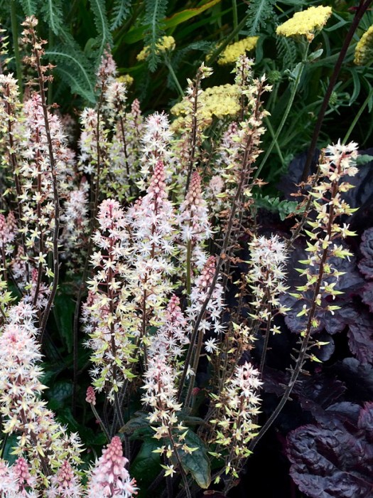 Tiarella flowers