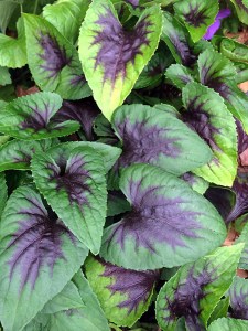 Violet with dark violet pattern on the leaves