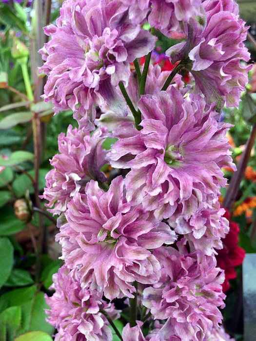 Delphinium with pink double flowers, streaked green