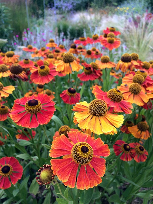 Orange and yellow daisy flowers