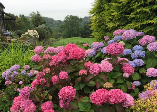 Hydrangeas overlooking a hillside with trees at the bottom