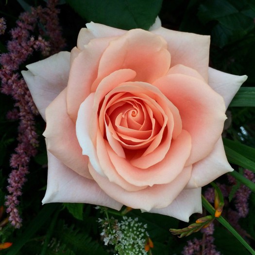 Close up of a peach rose