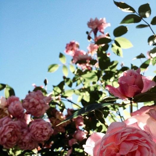 Experimental picture taken looking up into a rose