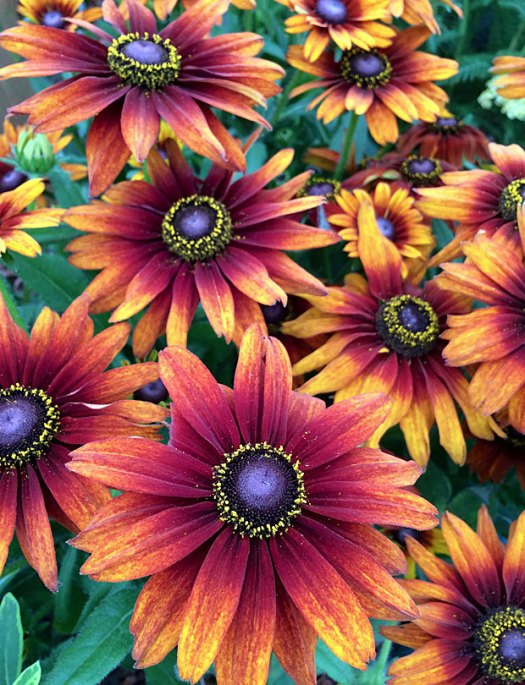 Flowers have a brown eye with a ring of yellow pollen