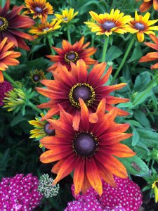 Orange daisy flowers with pink achillea