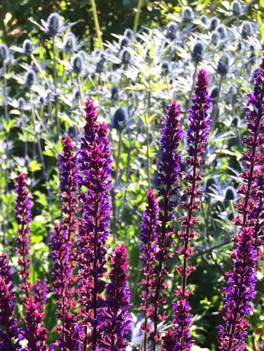 Spikes of purple flowers in front of thistle type flowers