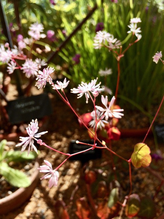 A blur of bright, starry flowers