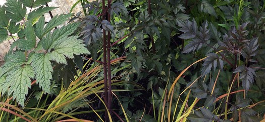 Dark foliage, green leaves and colourful grasses