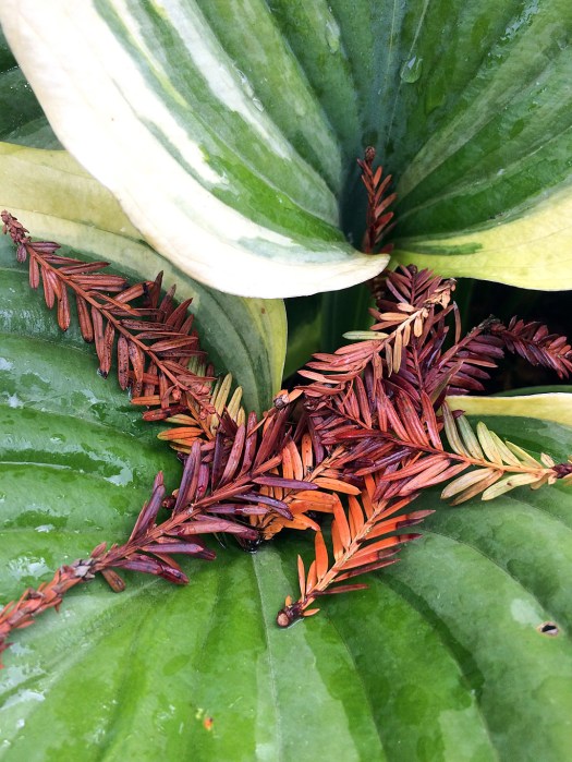 Fresh green hosta leaf with fallen brown tree leaves