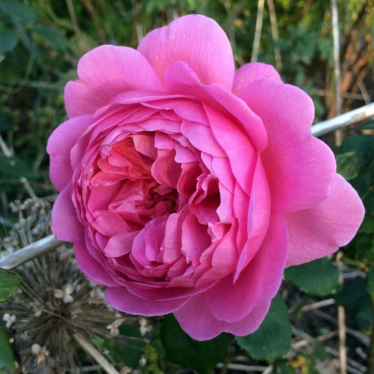 A perfect rose bloom amongst faded plants
