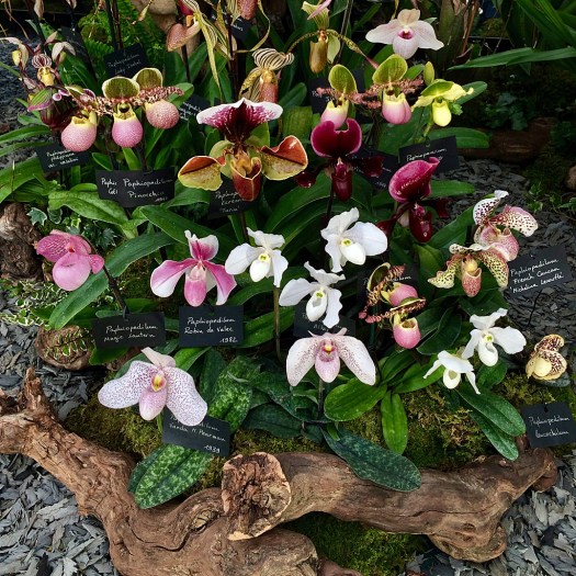 Paphiopedilum in shades of white, pink, crimson and cream