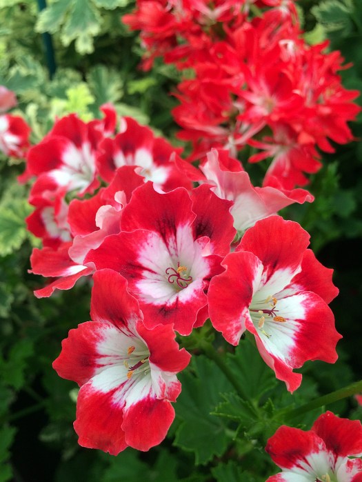 Red and white decorative pelargonium