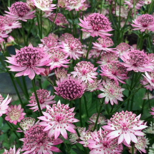 Flowers in shades of pink with starry shapes