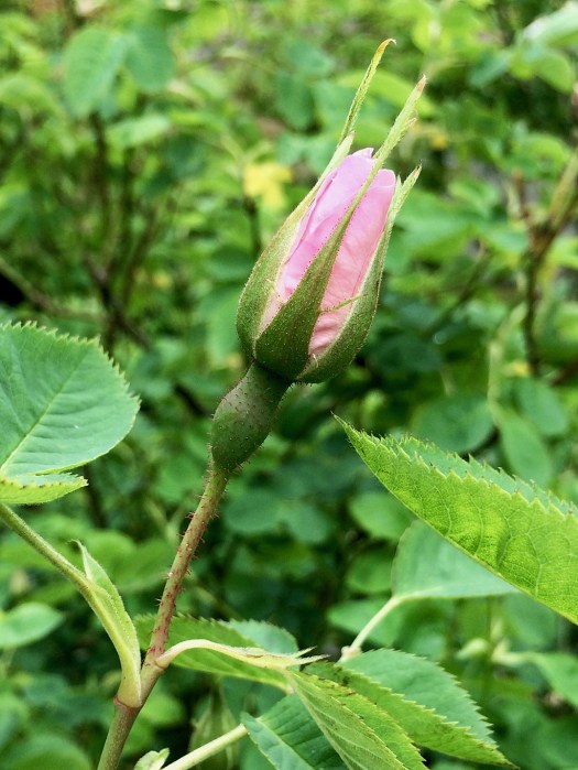 Slender pink rose bud