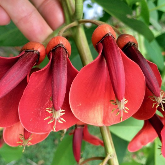Cluster of unusual orange-red flowers