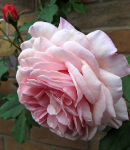 Large peachy pink flower with a orange-red bud
