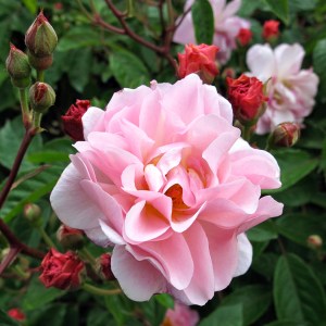 Pink shrub rose flower with many buds
