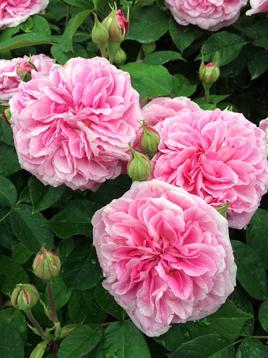 Large rosette style roses with small buds