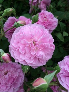 Roses with buds pointing in different directions