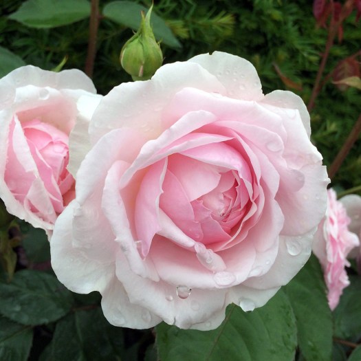 Rose with rounded shape and droplets of rain