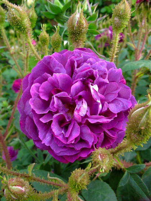 Purple rose with mossy greenery on the buds