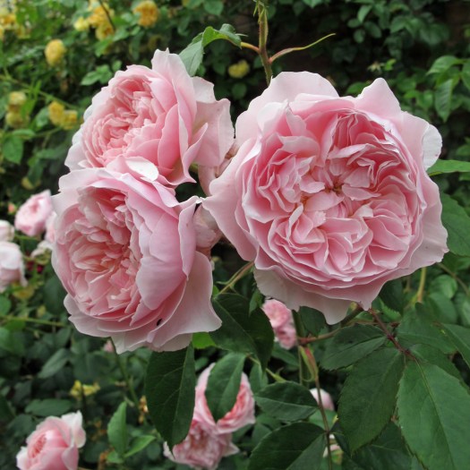Cluster of pink roses with open rosette shapes