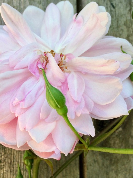 Pale pink flower with a slender green bud
