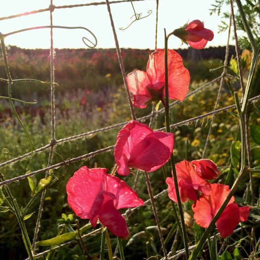 Bright orange pink flowers on a string frame in a flower garden