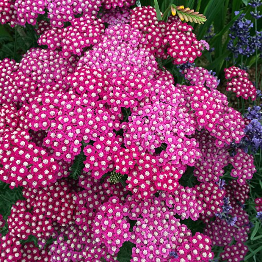 Heads of small bright pink flowers with lighter centres