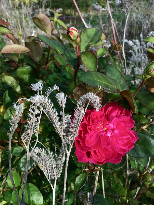 Bold pink rose in an autumn border