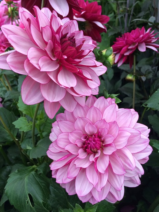 Dahlia flowers that have pale petals with deep pink reverses