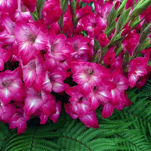 Bold pink gladioli flower spikes with ferns
