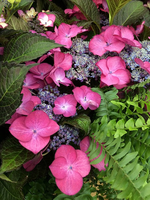 Hydrangea flower and foliage with a lime green fern