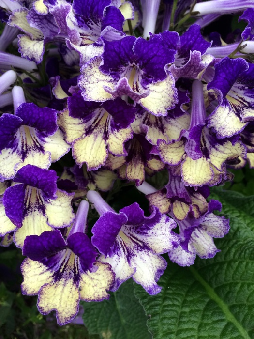 Purple flowers with creamy lower petals