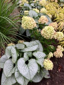 Silvery heart-shaped leaves, grasses and hydrangeas