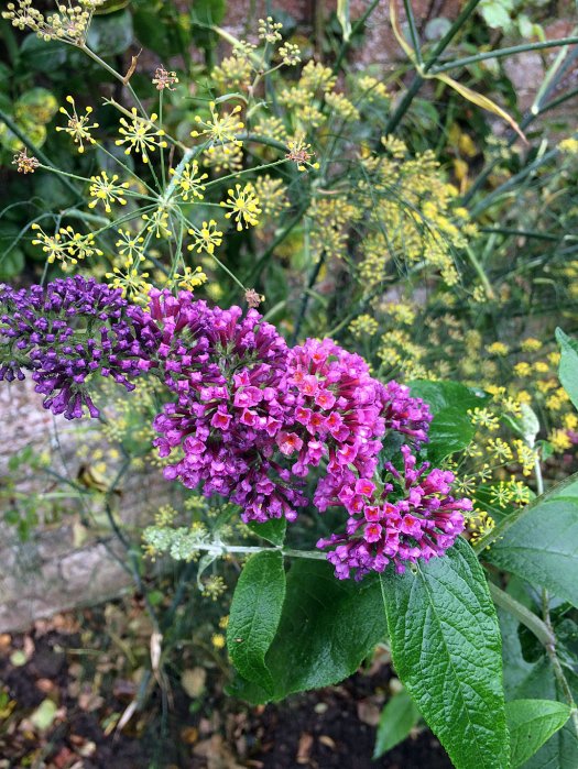 Tiny, yellow star-shaped flowers with a lilac-pink buddleia flower