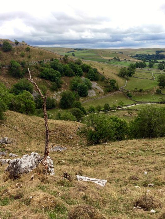 View of moorland with a tree snag in the foreground