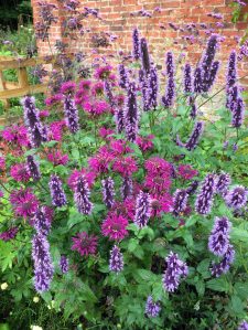 Scented herbs: hyssop, bergamot and vervain