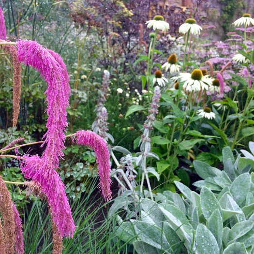 Droopy, pink tassel-like flowers with a flower border behind