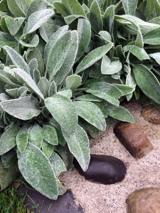 Silver leaves with a furry texture