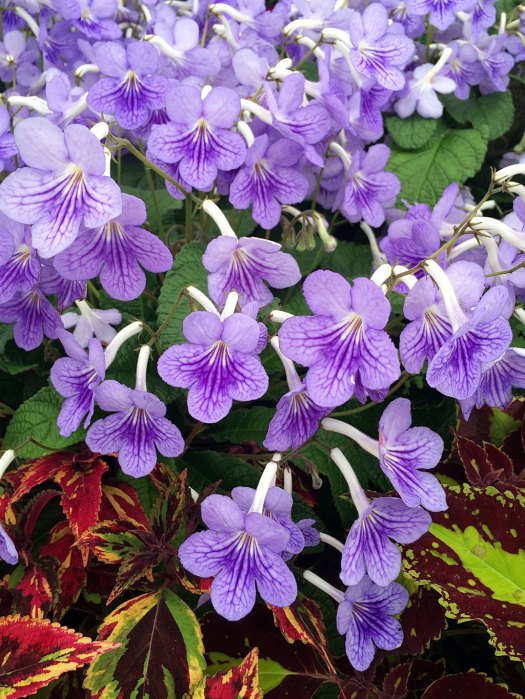 Pretty single flowers with netted and striped pattern