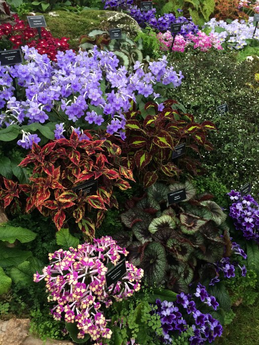 Streptocarpus, coleus, begonias and ferns