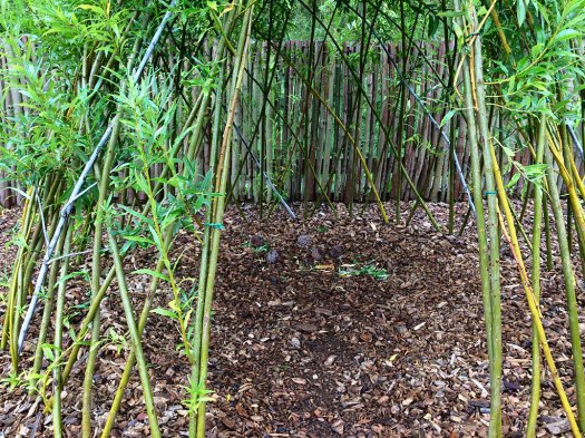 Shooting willow stems used to create a dome-shaped shelter with an entrance