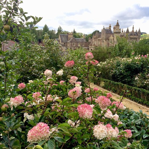 Hydrangeas in the flower borders at Abbotsford