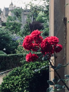 A cluster of red roses shown against Abbotsford