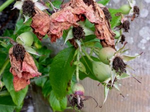 Rose hips with a covering of withered petals