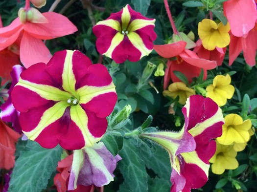 Crimson flowers with yellow streaks forming a star