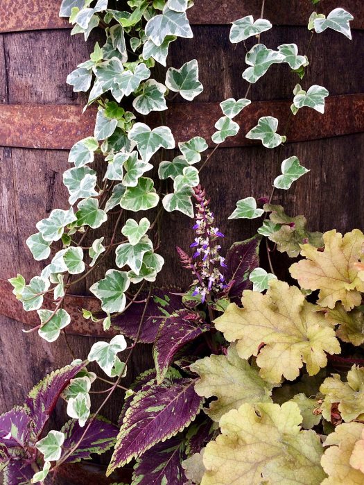 Old wooden barrel with foliage plants