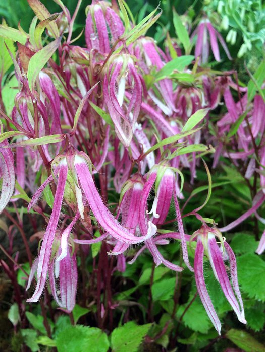 Campanula with long petals, making it look like an octopus